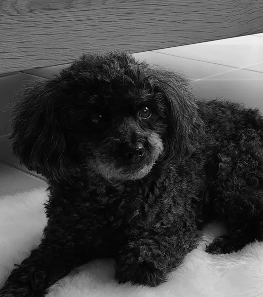 Loulou, der Hund der SchlafOase Hönig
